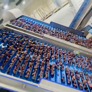 Best Computer Control High Capacity Dates Sorting Machine 8 Lane High Precision &amp; Defect Detection wholesale