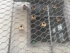 China SS316 Aviary Mesh Netting Bird Cage Nets / Bird Mesh Netting CE SGS Listed on sale