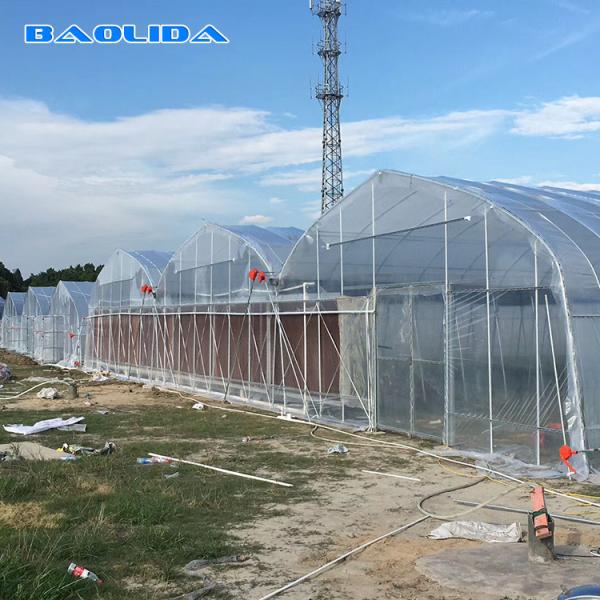 Cheap Prefabricated Tomato Tunnel Multi Span Greenhouse Different Vegetables Support for sale