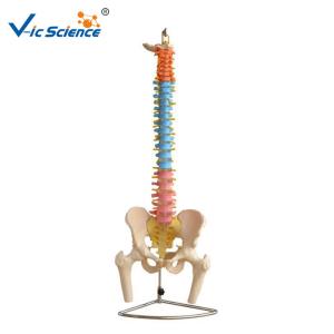 Best Didactic Vertebral Column Model With Pelvis And Femur Heads wholesale