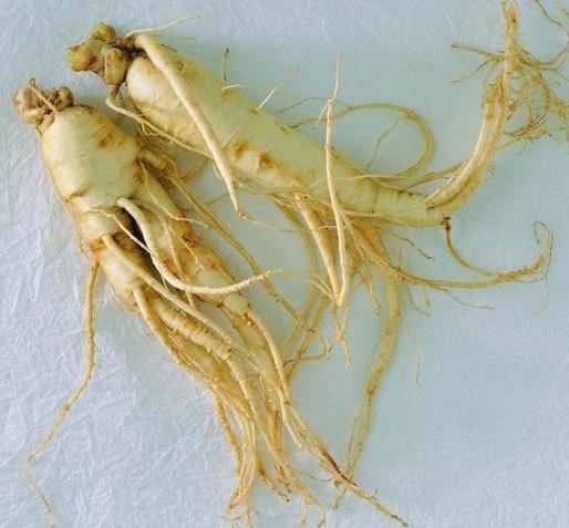 Cheap 100% panax ginseng root extract ginsenosides 20% HPLC powder for sale