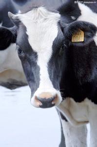 China Livestock Traceability Management Solution on sale