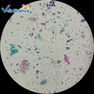 Best Biological Specimens 100pcs Microscope Glass Slides wholesale