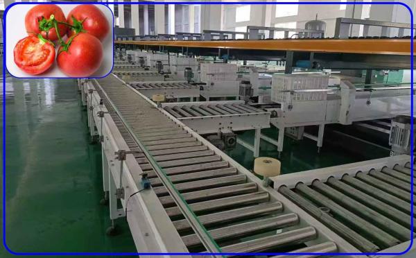 Cheap Precise Tomato Size Sorting Machine 3 Channel Intelligent Electric Drive for sale