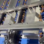 Intelligent Date Sorting Machine Featuring AI Deep Learning Food-Grade Safety