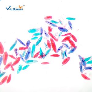 Best Biology Division Medical Student 13pcs Square Microscope Slides wholesale