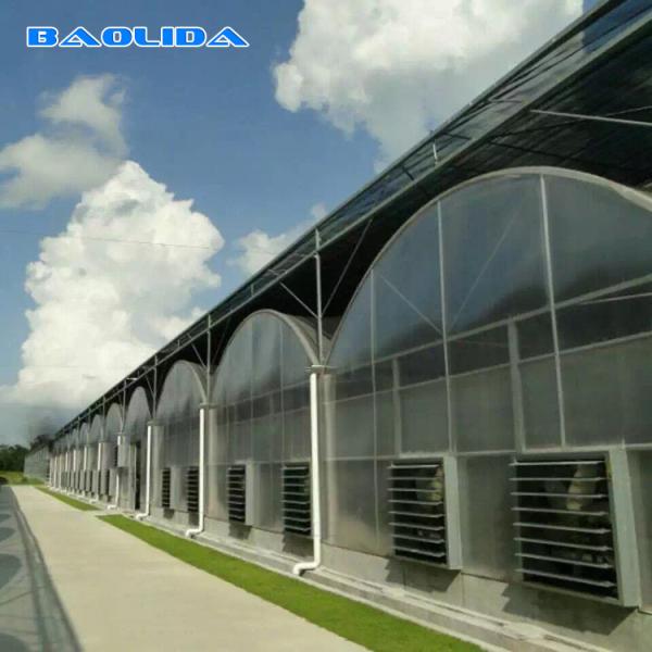 Cheap Large Polycarbonate Film Greenhouse / Multi Span Greenhouse Multi Functional for sale