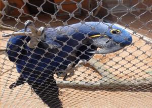 China Inox Flexible Stainless Steel Bird Mesh For Bird Netting / Parrot Mesh on sale