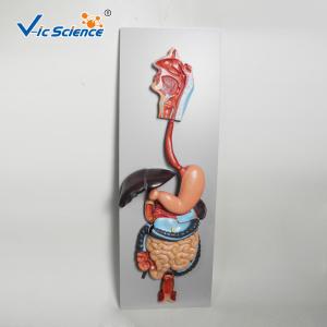 Best Medical Science Human Digestive System Display Simulation Anatomy Model wholesale