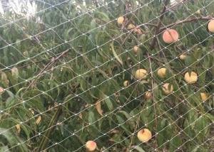 Best Anti Bird Polyethylene Mesh Netting Anti Mole Net Plastic Plant Growing Up Netting wholesale