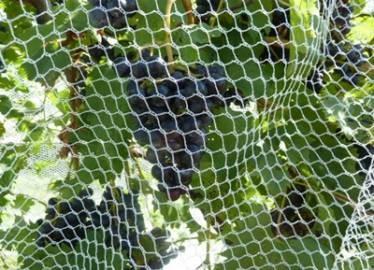 Cheap Recyclable Stronger Hex Mesh Insect Netting Mesh High Tensile Strength for sale