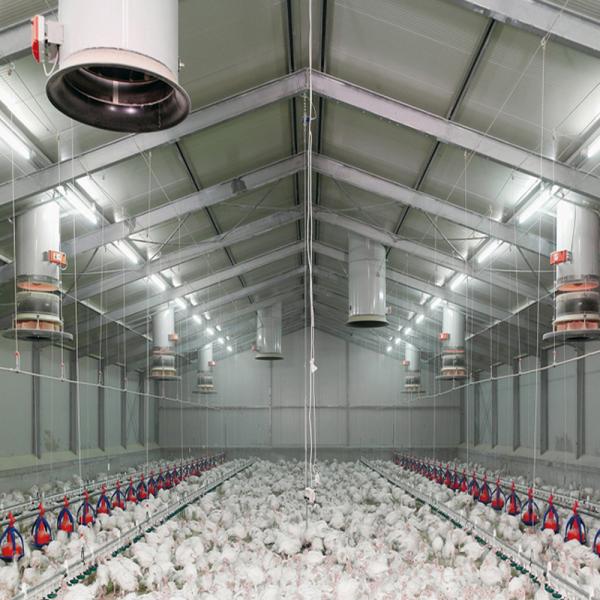 Cheap Fireproof Steel Structure Poultry House Automated Ventilation Steel Frame Chicken Coop for sale