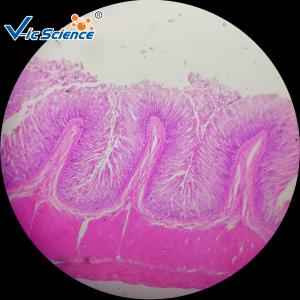 Best 100 pcs Biological Histology Lab Slides Prepared Microscope Slides Bacteria wholesale