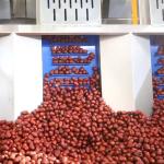 Computer Control Intelligent Stainless Steel Dates Sorting Grading Machine 10
