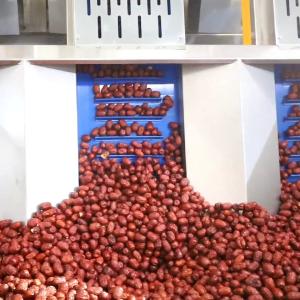Best MD Conformity Dates Sorting Machine Powered By 380V With 4 Ton Capacity wholesale