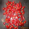 Stemless Dried Red Bullet Chilli Round 12% Moisture 4 - 7cm for sale