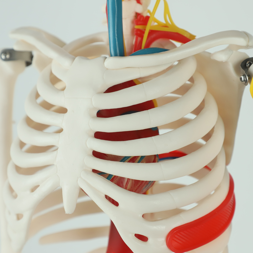 Teaching Model with Chromatic Vessels Nerves Skeleton Model with Stand Anatomy 85 cm Human Skeleton Model