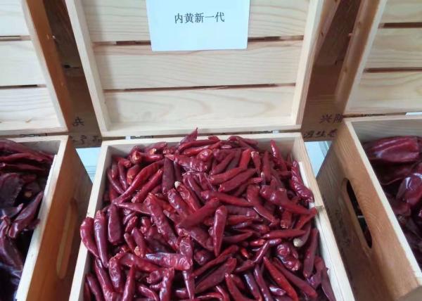 Cheap Stemless Chinese Chaotian Szechuan Dried Red Chilli Peppers High SHU for sale