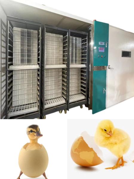 Cheap Automatic Large Scale Chicken Egg Hatching Machine Hatching Rate 98% for sale