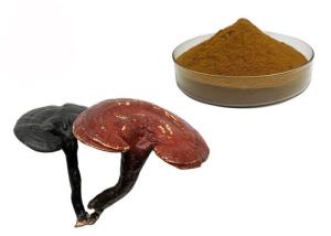 China 50% Purity Ganoderma Lucidum Reishi Mushroom Extract Powder on sale
