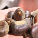6 - 12 Channels Chestnuts Intelligent Sorting Machine 360° Rotational Scanning