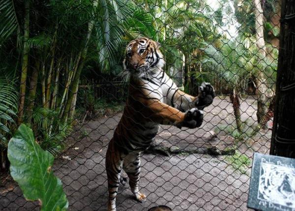 Cheap Inox Kotted Zoo Wire Mesh Flexible Netting Customized Size For Tiger for sale