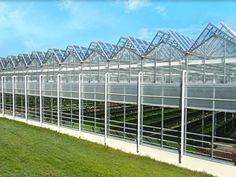 China Complete Glass Greenhouse Agriculture Turnkey Project With Tomato Hydroponics System on sale