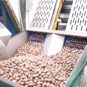 Best 380V 7kW 8 Channels CE Endorsed Pecan Sorting Machine 1-2 Tons Output wholesale