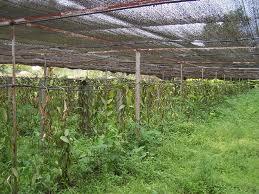 Cheap shade net of agriculture for sale