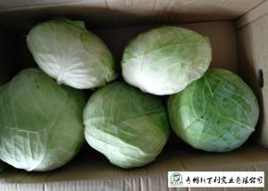 Cold Tolerant Common Cabbage Vegetable Low Calories Easy Store Fit Wholesaler