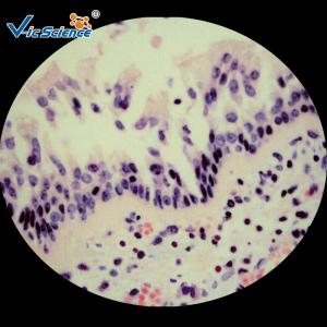 Best Biological Prepared Pathology Microscope Slides Medical Training Slides wholesale