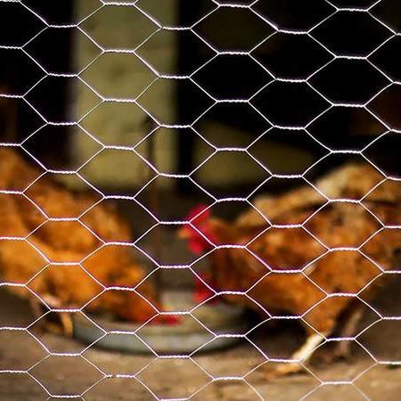 Cheap High Quality Galvanized Hexagonal Mesh Fence Chicken Wire Mesh Rolls for sale