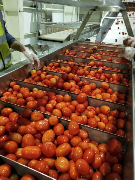 Cheap 220v / Customized Tomato Processing Line Fruit Jam Production Line Energy Saving for sale