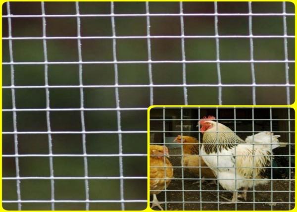 Cheap 1/2''X 1/2'' Stainless Steel Welded Mesh Rolls For Breeding Protection High Strength for sale