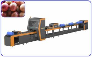 Best 50Hz Passion Fruit Sorting Machine Intelligent 4 Channel Automatic Sorting Equipment wholesale