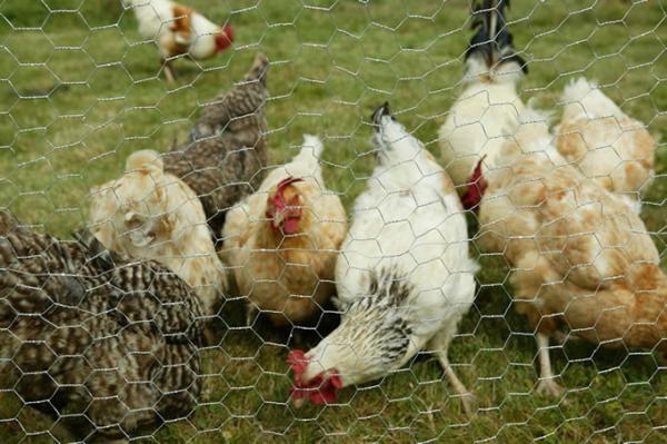 Cheap hexagonal wire netting used as make cages and protect poultry in Poultry farms for sale