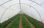 Fruit Trees Protection Insect Mesh Netting Anti Aphid Mesh Net High Tensile