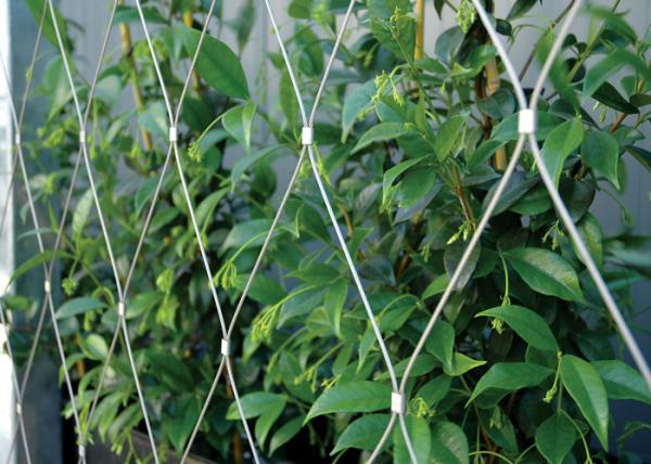 Cheap YT-1630 Stainless Steel Trellis Greenery System 7x7 / 7x19 Cable Structures for sale