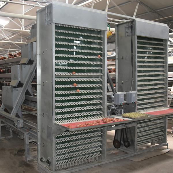 Cheap 4m/Min Poultry Egg Collection System for sale