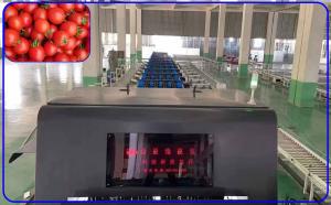 Best High Yield Auto Tomato Sorting Machine 4 Channel Intelligent For 12 - 15 T/H wholesale