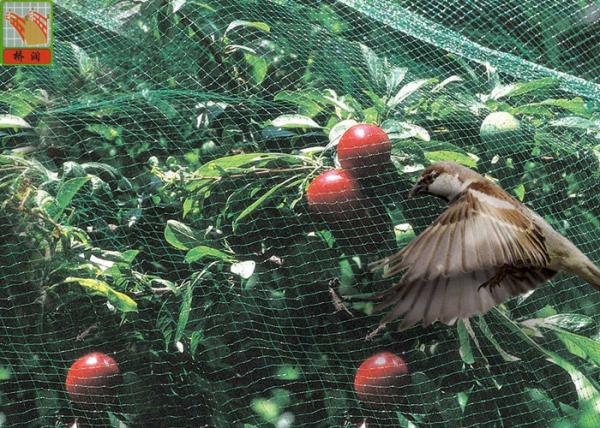 Cheap Green Garden Mesh Netting Polypropylene Bird Netting Hole Open 10mm * 12 Mm for sale