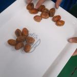 Precision Elevating Date Quality Assurance With Advanced Dates Sorting Machine