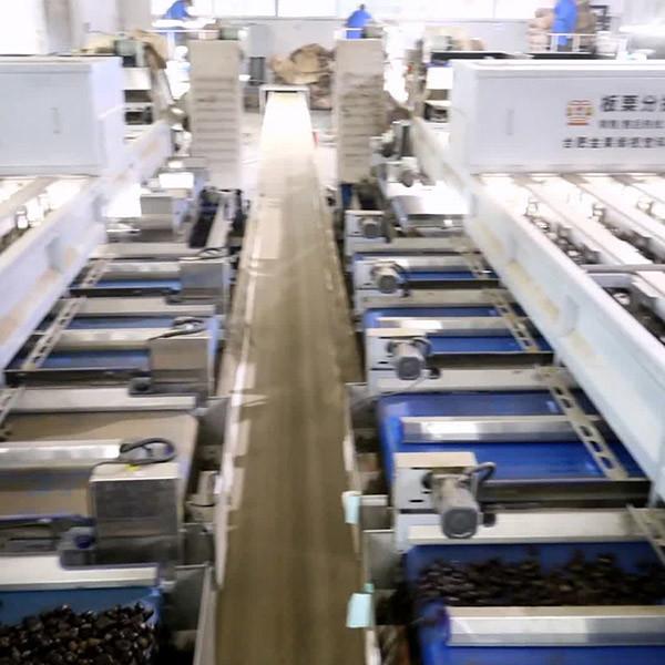 Cheap 380V 2 Ton/H Output Chestnut Sorting Machine 360° Rotational Inspection for sale
