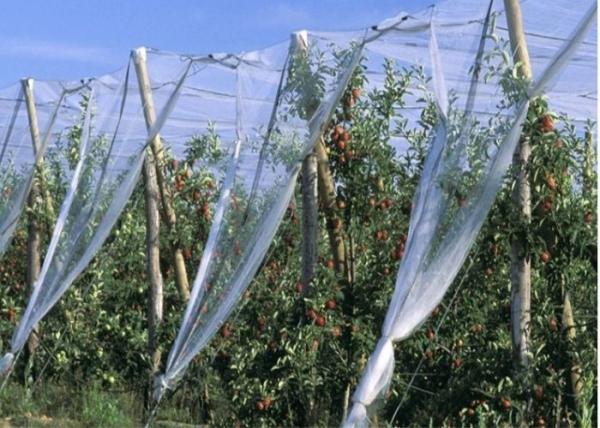 Cheap HDPE Single Filament Insect Mesh Netting For Nursery Pots Size Customized for sale
