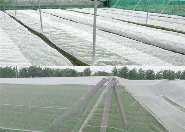 Cheap Clear Agricultural Hail Net Hail Protection Net For Apple Trees Hail Guard Netting Anti Mesh for sale