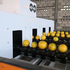 Efficiency Redefined Orange Sorting Machine With AI Deep Learning Technology