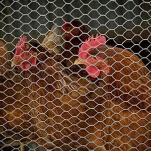 Best hexagonal wire netting,Chicken Wire Mesh,Galvanized Hexagonal Wire Netting wholesale