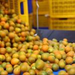 99.9% Accuracy Apex Kumquats Sorting Machine 380V / 50Hz Computer Control