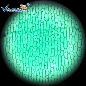 Best Reliable Biological Microscope Glass Slides Lab 25pcs Premade Microscope Slides wholesale