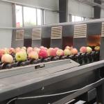 380V Large Output Intelligent Mechanical Apple Sorting And Grading Machine 6